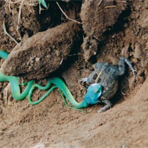 Sierra Leone Operation BASILICA - 2000