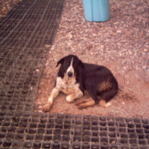 Operation TELIC 6 in 2005. A Company 1st Battalion, Royal Anglian Regiment. 