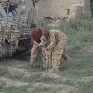 Royal Anglian Regiment Royal Anglian Regiment