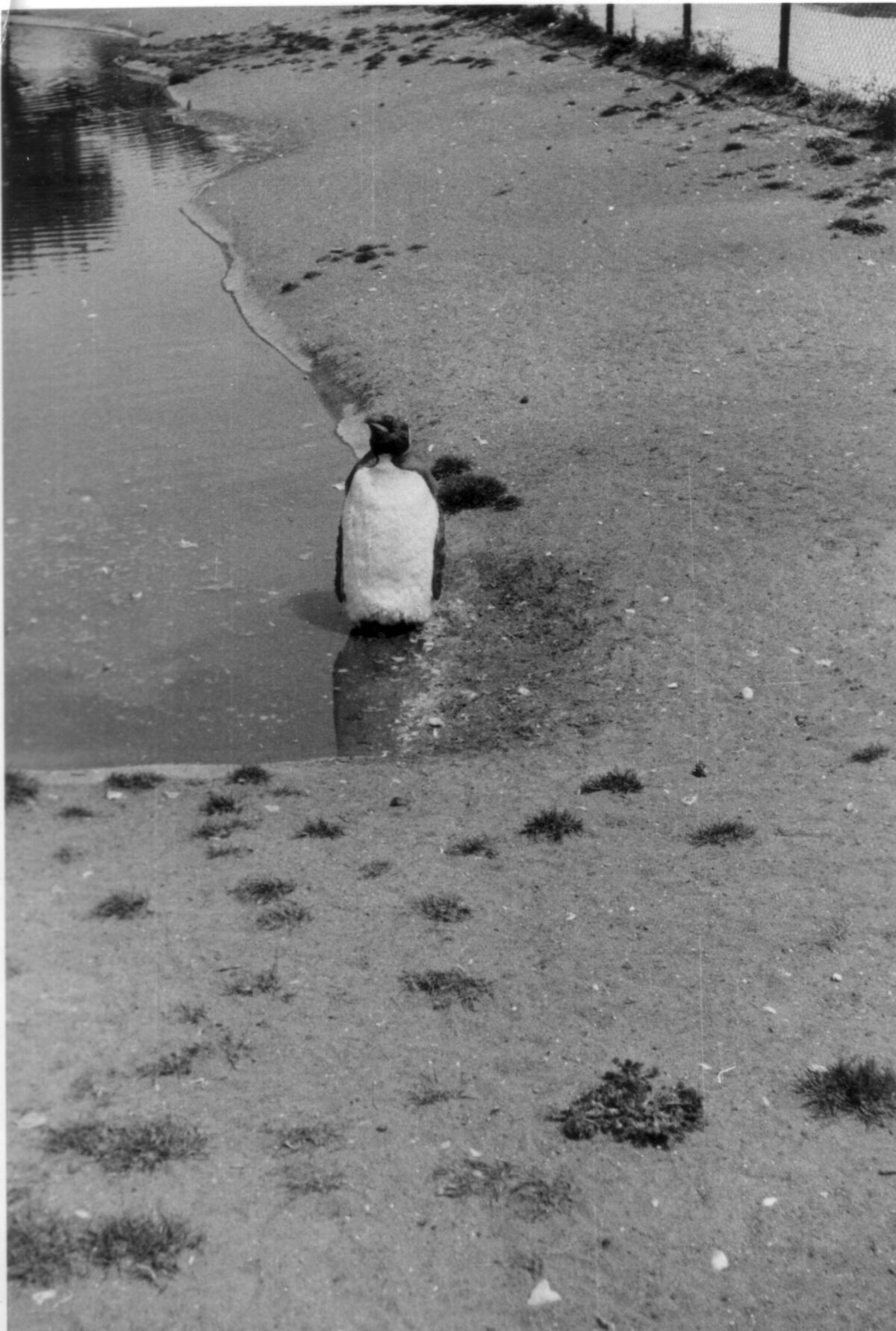 East Anglian Regiment