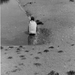 East Anglian Regiment